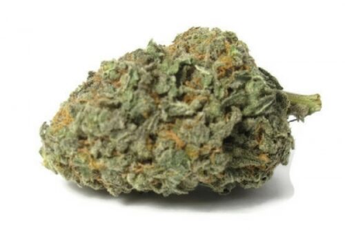 Exclusive Cheesecake 3.5g