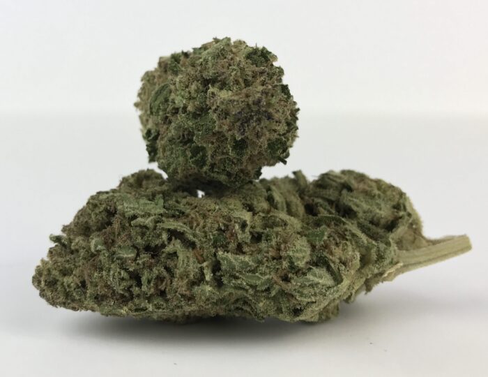 Papaya Punch 2nd pheno