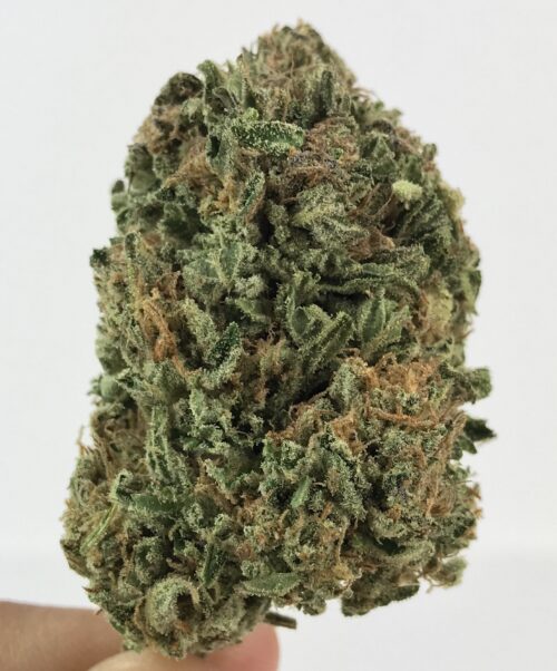 Papaya