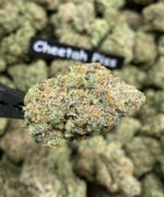 Mary's Flame Cheetah Piss 3.5g