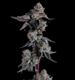 Exclusive Cherry Warheads 3.5grams