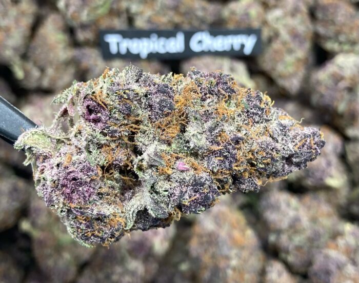 Tropicana Cherry