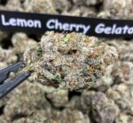 Lemon Cherry Gelato