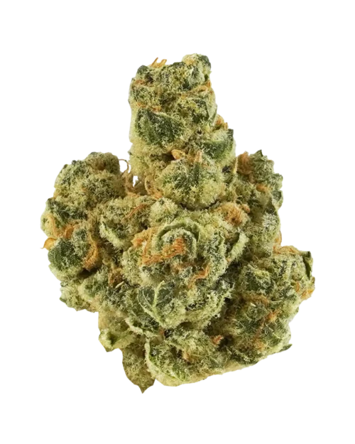 Exclusive Platinum GMO 3.5grams