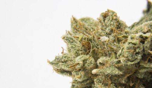 Kosher Kush