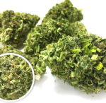 Exclusive Lemon Glue 3.5grams