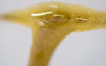 ShoTime - Strawberry Fields - 1g Solventless Live Rosin