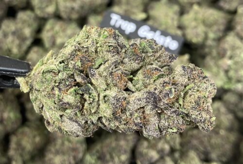 Tropical Gelato