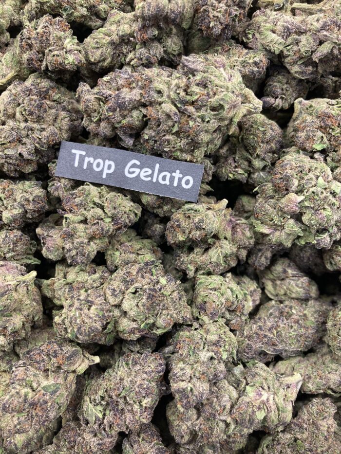 Tropical Gelato - Image 2