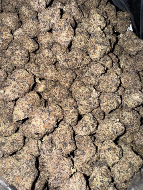 Exclusive Oil Spill Dosido 3.5gram