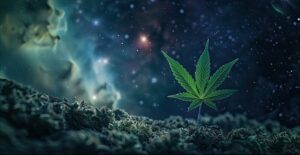 fresh-vibrant-green-marijuana-leaves-varied