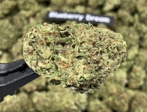 Blueberry Dream