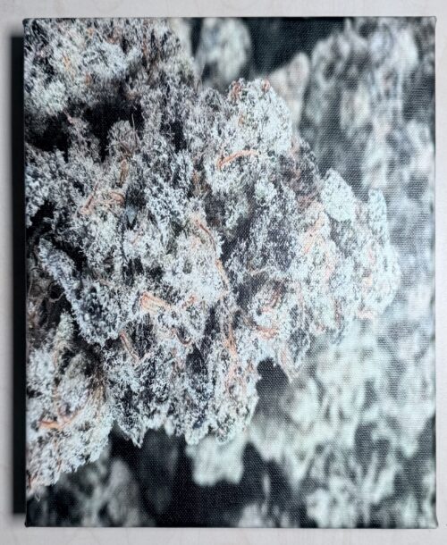 Mary Janes Exclusive Bud Flower Wall Art Auction