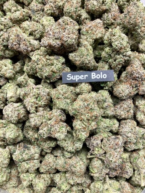 BOLO