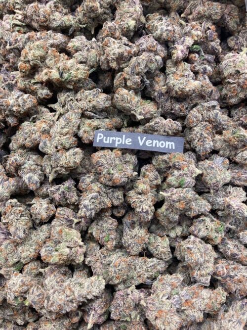 Purple Venom