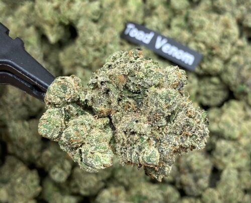 Exclusive TOAD Venom 3.5gram